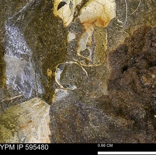 Protocardia sp.
