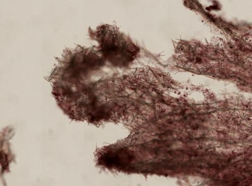 Lissodendoryx