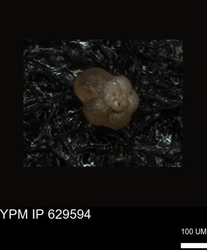 undet. Foraminiferida