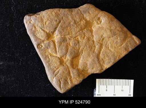 Asteriacites sp.