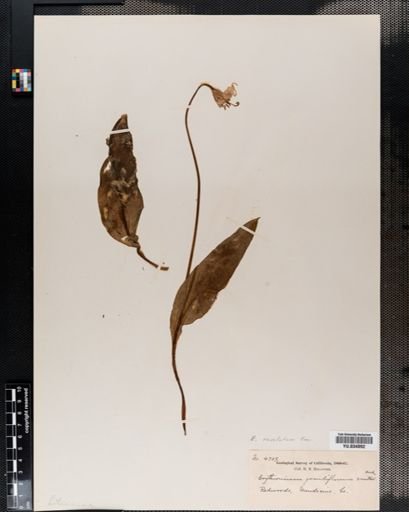 Erythronium