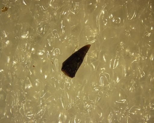 undet. Mammalia