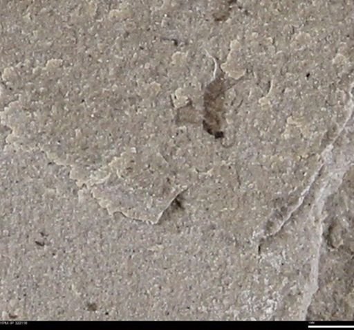 undet. Insecta