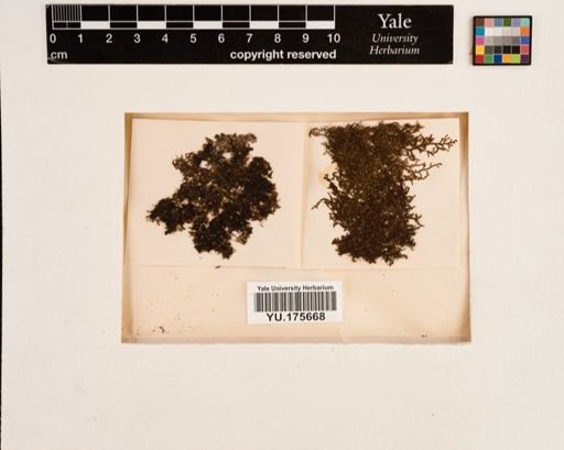 Plantae