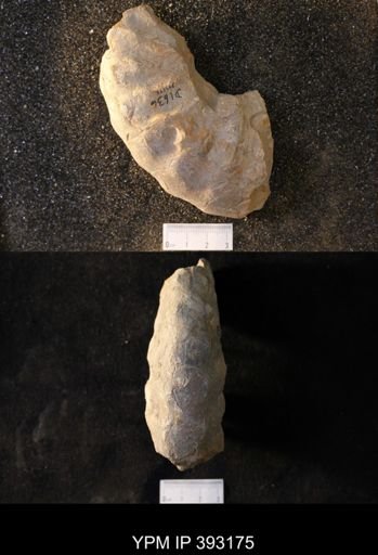 undet. Collignoniceratidae
