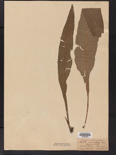 Polypodium
