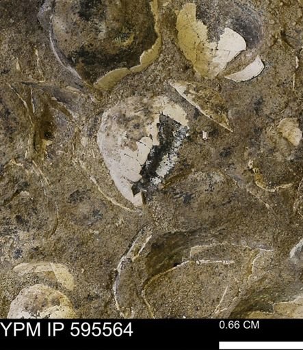 Protocardia sp.