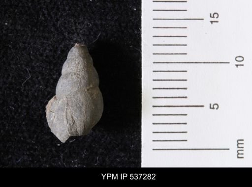 Goniobasis ortmanni