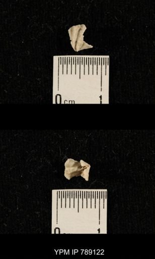 undet. Brachiopoda