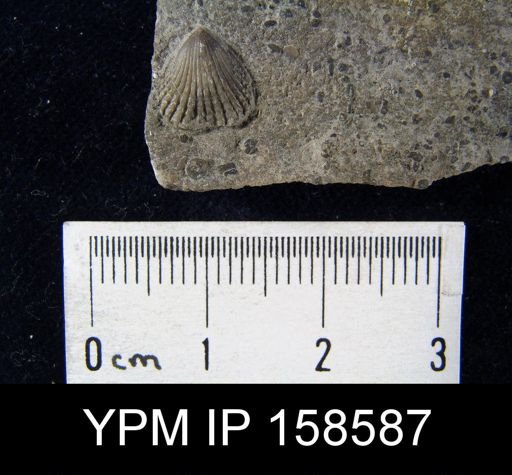 Rhynchotrema anticostiensis