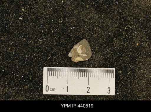Protocardia subquadrata