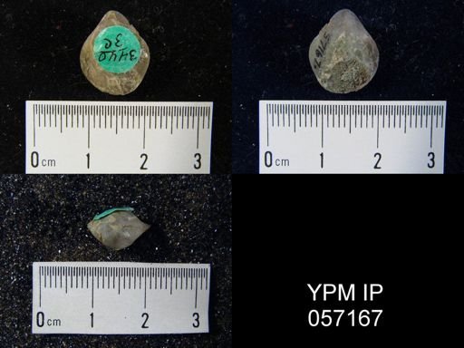 undet. Brachiopoda