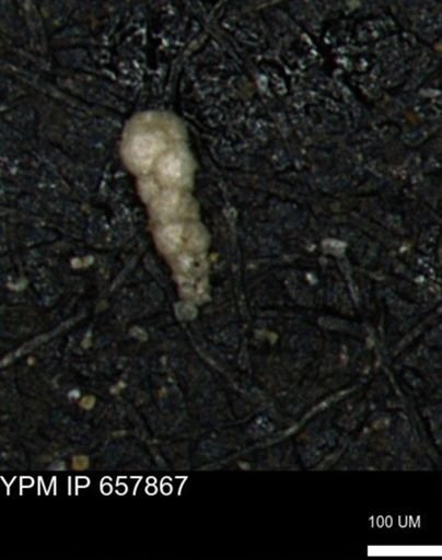 Verneuilinoides kansasensis