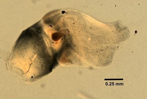 Amphiporus formidabilis