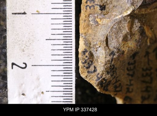 undet. Bivalvia