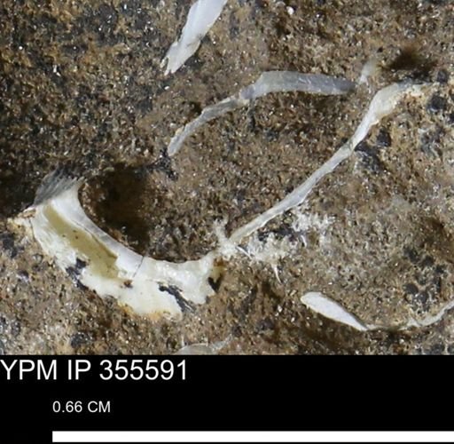 undet. Mollusca