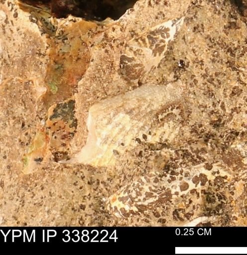 undet. Bivalvia