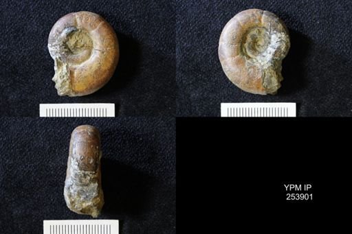 Ammonoidea