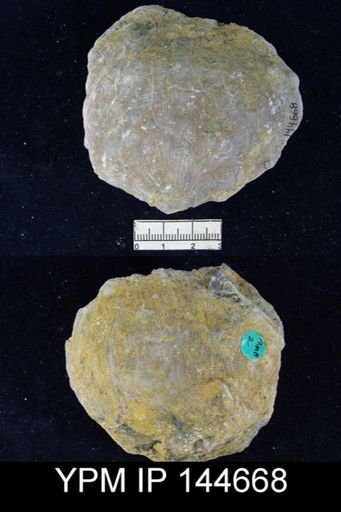 Derbya grandis