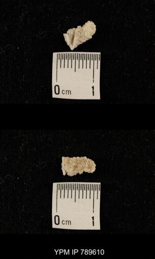undet. Bryozoa