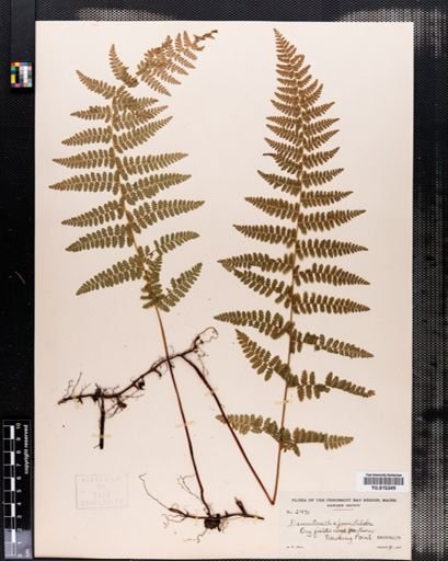 Dennstaedtia punctilobula