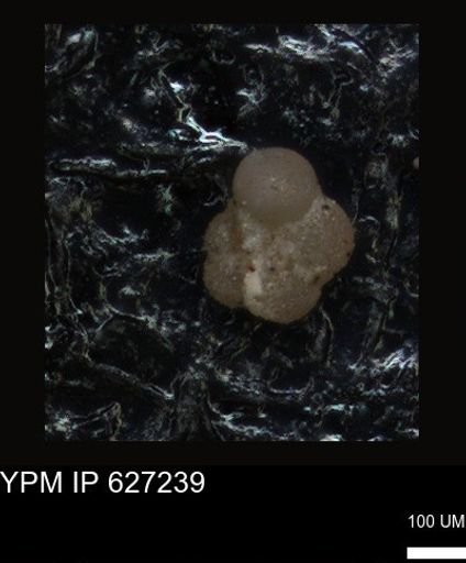 undet. Foraminiferida