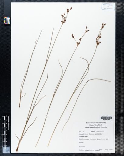 Juncus