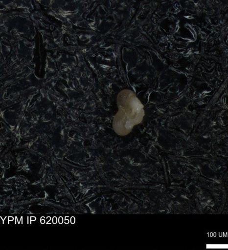 undet. Foraminiferida