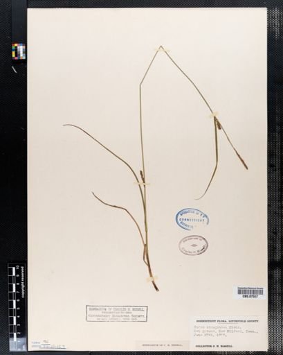 Carex lanuginosa