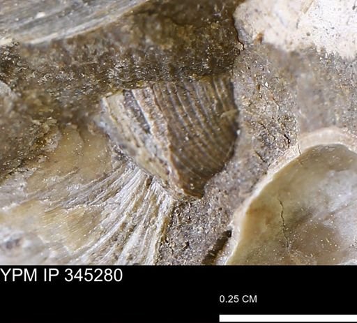 undet. Mollusca