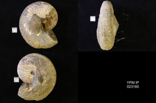 Jeletzkytes nebrascensis