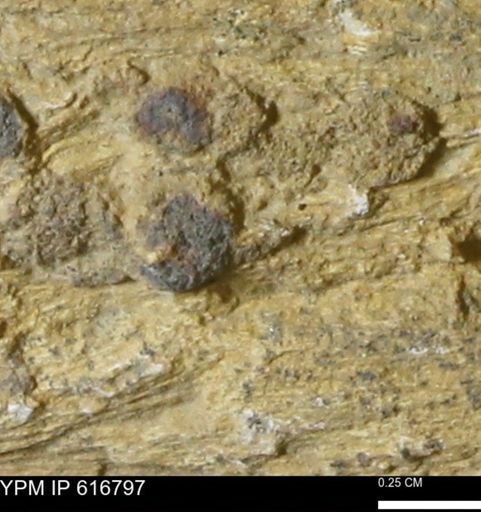 Teredo sp.