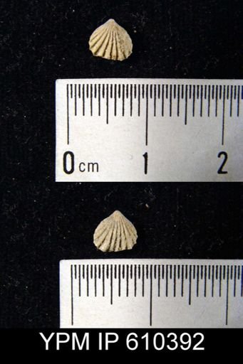 Camarotoechia sp.