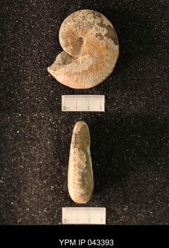 Hoploscaphites nicolletii