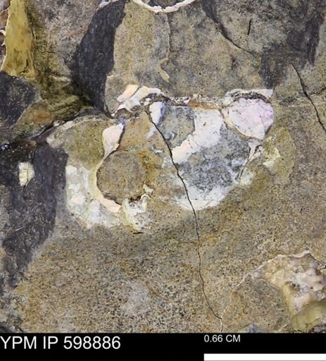 Hoploscaphites sp.