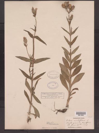 Silene noctiflora