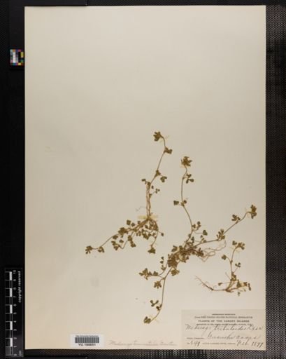 Plantae