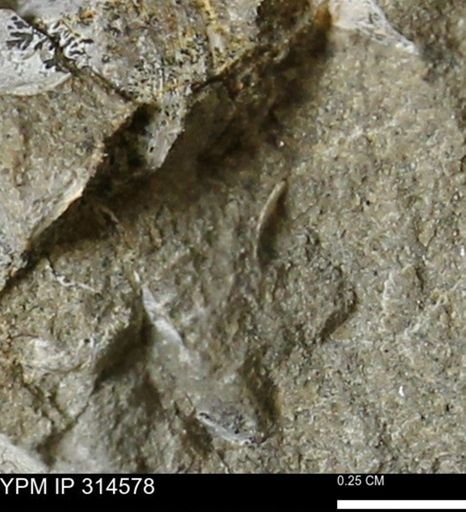undet. Mollusca