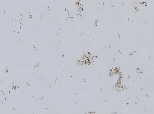 Haliclona