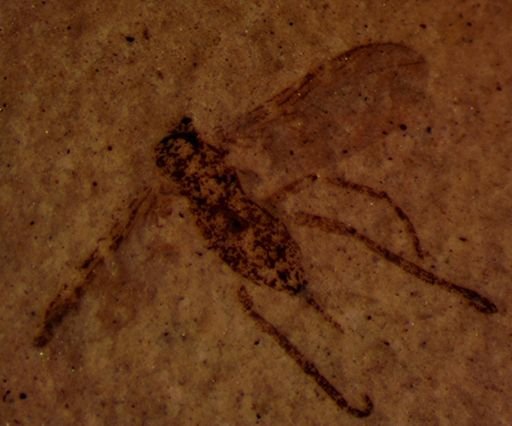 undet. Diptera