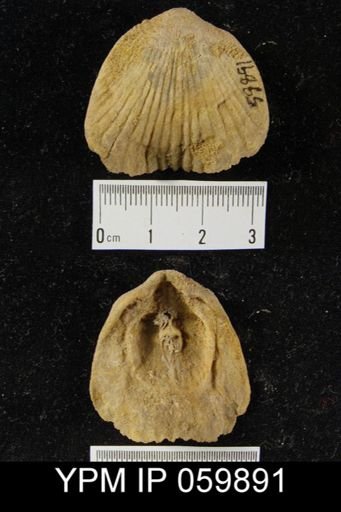 Eatonia sinuata