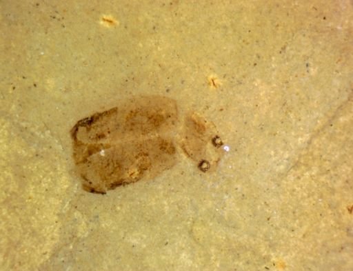undet. Coleoptera