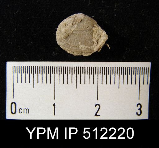 Orthotetida