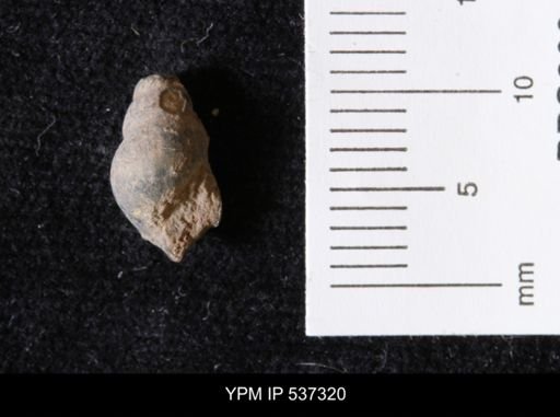 Goniobasis ortmanni