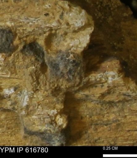 Teredo sp.