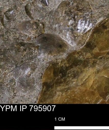undet. Bivalvia