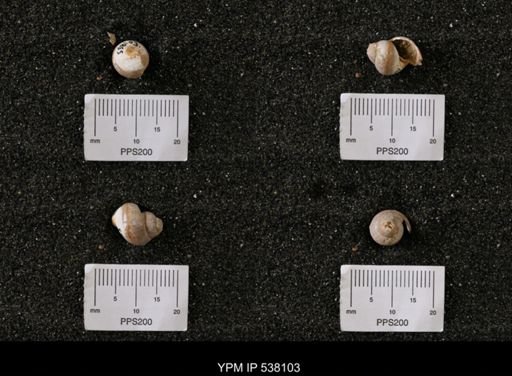 Campeloma nebrascensis