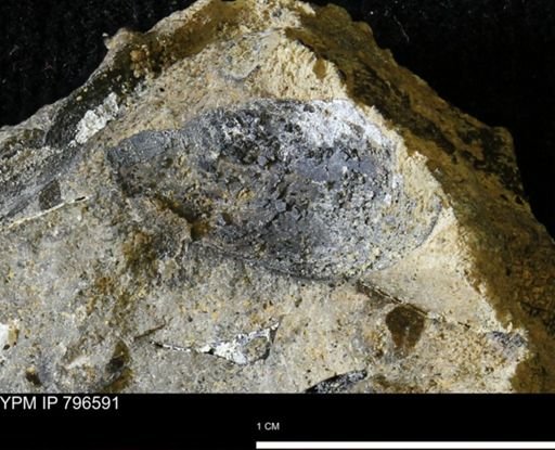 undet. Mollusca