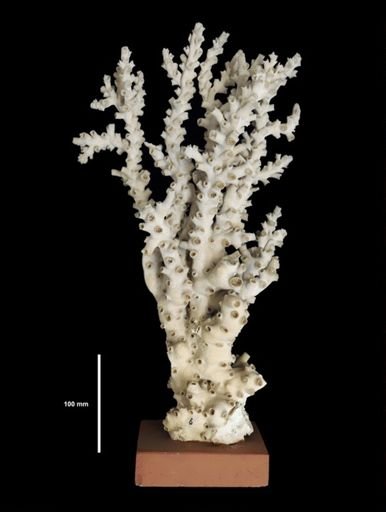 Dendrophyllia