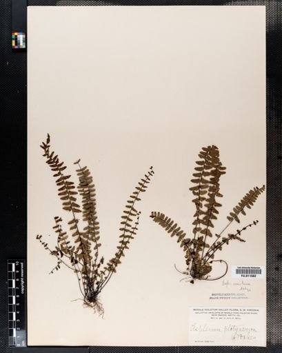 Asplenium resiliens